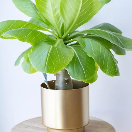 Prestige By Opera - Votre Evasion Cosy A - Centre - Wifi - Bureau דירה *